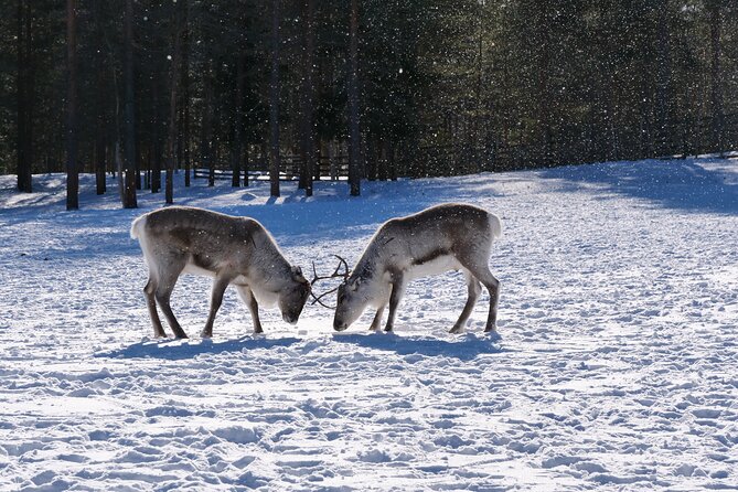 Discover Inari: Reindeer Farm, Siida Museum & Open Fire Lunch - Lunch beside the river and the fire