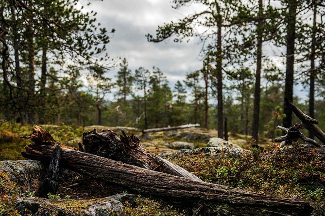 Explore the Wilderness (Summer & Autumn) - Walking into Vikaköngäs