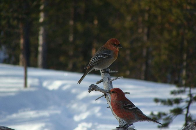Explore Winter Woods: Snowshoe walk with local Biologist - The kota fire and local snacks
