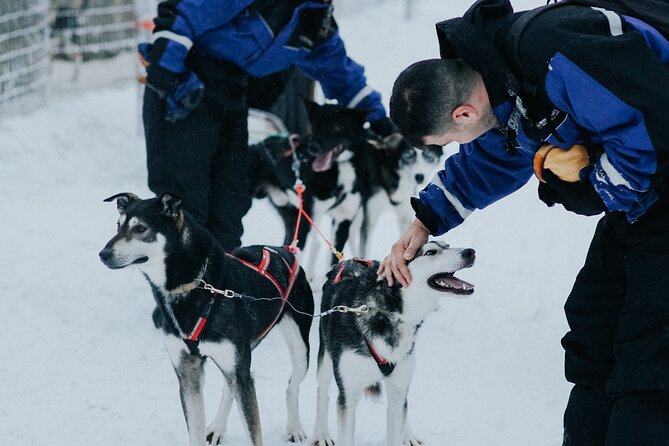 Family day: Reindeer, Husky and Snowmobiling in Levi - The reindeer sleigh and a slower northern rhythm