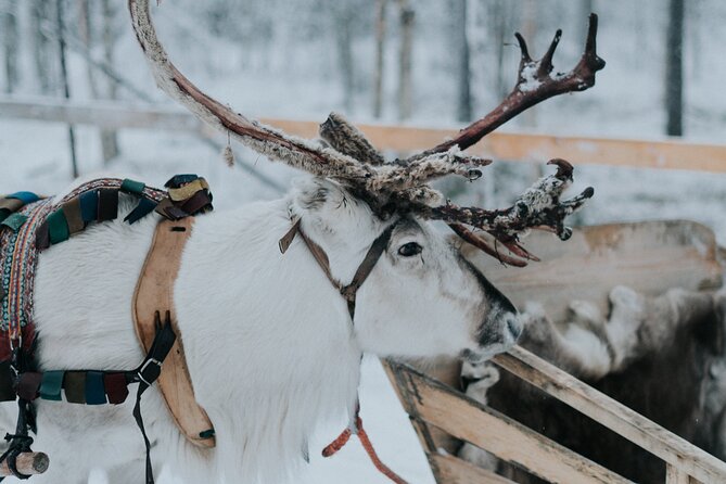 Family day: Reindeer, Husky and Snowmobiling in Levi - Soup in a kota hut