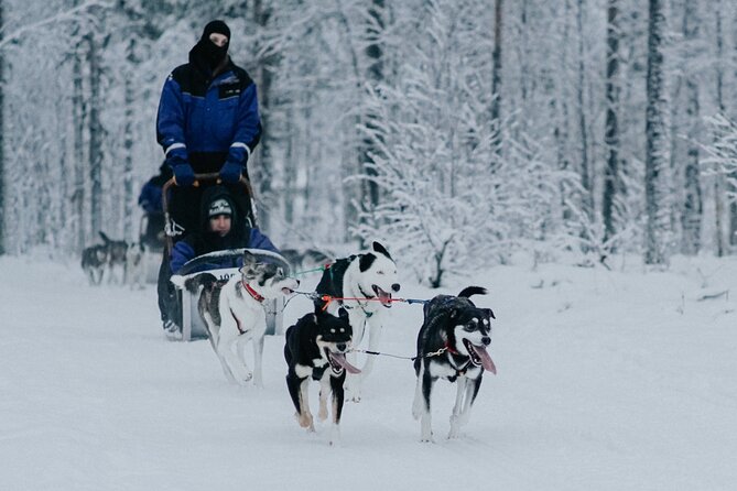 Family day: Reindeer, Husky and Snowmobiling in Levi - Snowmobiling around Levi