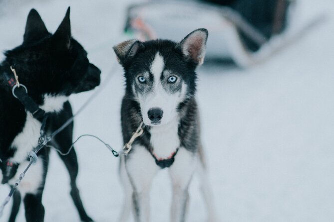 Family day: Reindeer, Husky and Snowmobiling in Levi - A good plan for children, with important limits