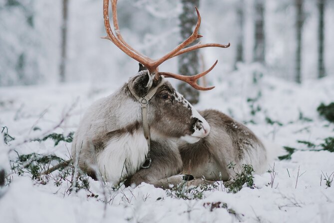 Family day: Reindeer, Husky and Snowmobiling in Levi - Meeting the huskies and taking the 500-meter ride