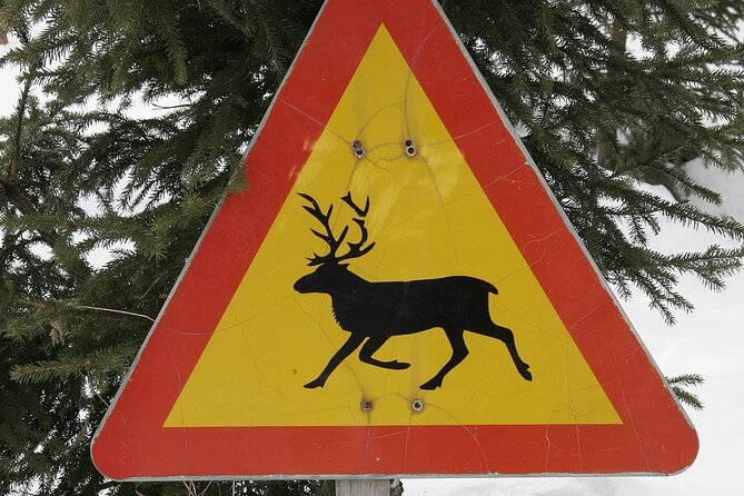 Forest Trail Reindeer Safari - What the forest trail experience is really about
