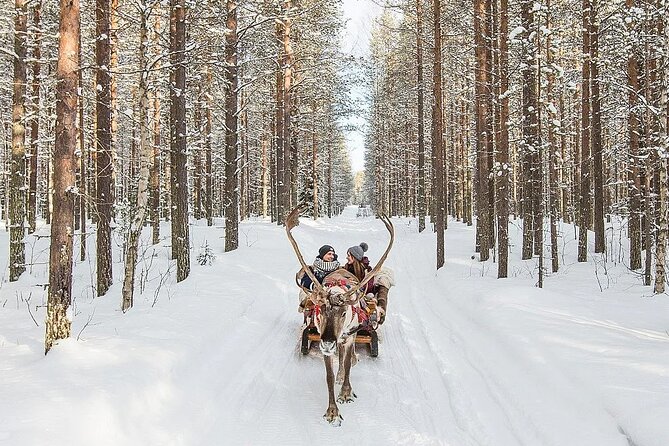 Forest Trail Reindeer Safari - The 2-kilometer sleigh ride through the woods