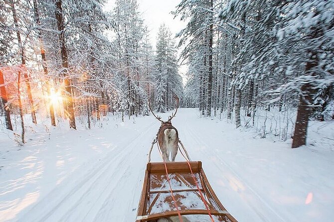 Forest Trail Reindeer Safari - Is $225.18 a fair price?