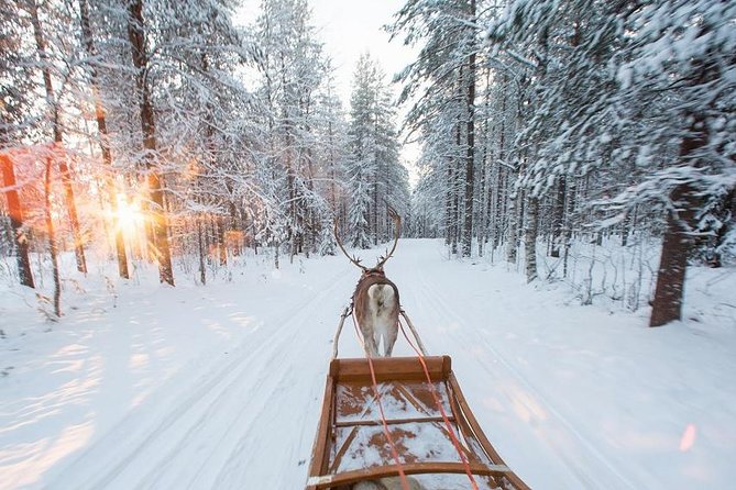 Forest Trail Reindeer Safari - Booking details that can affect your plans