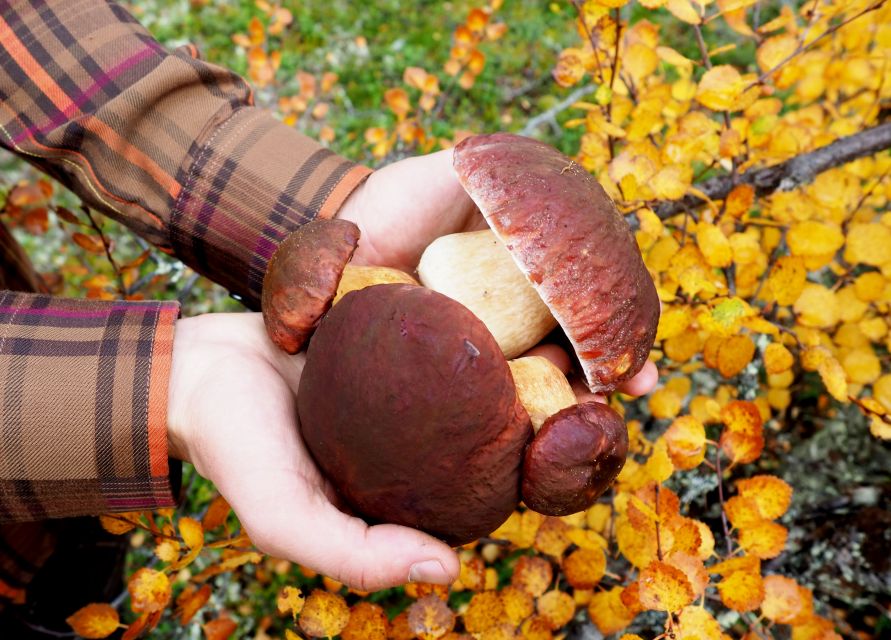 From Helsinki: Mushroom Hunting Tour in a National Park - Four hours in Liesjärvi National Park