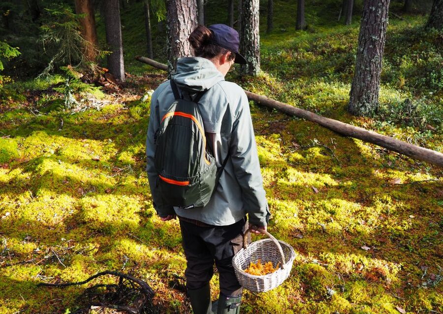 From Helsinki: Mushroom Hunting Tour in a National Park - What the $182 price covers