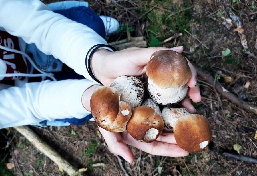 From Helsinki: Mushroom Hunting Tour in a National Park - Weather, clothing, and the real outdoor conditions