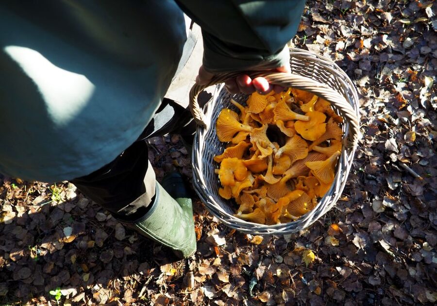 From Helsinki: Mushroom Hunting Tour in a National Park - Who will enjoy this day most
