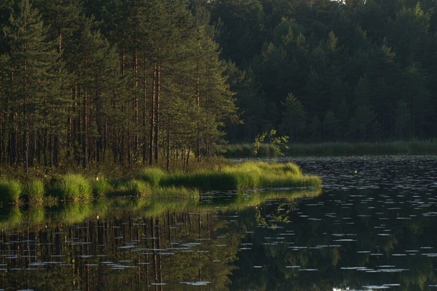 From Helsinki: Nuuksio National Park Half-Day Trip - Entering the spruce forest and rocky country