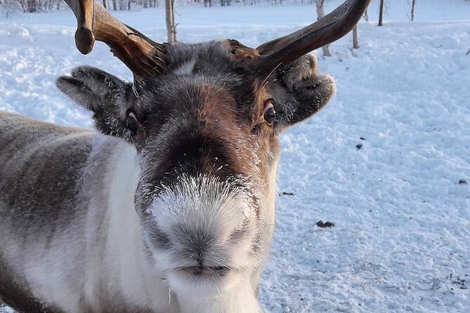 From Ivalo: Ice Fishing Safari to Lake Inari, reindeers & lunch - Who will enjoy this half-day safari
