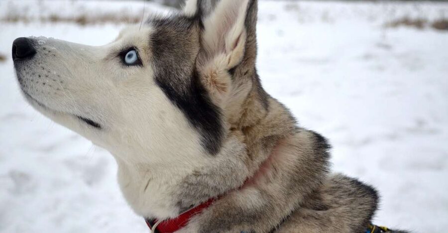From Rovaniemi: 5km Husky Sleigh Ride - Leaving Rovaniemi for the husky farm