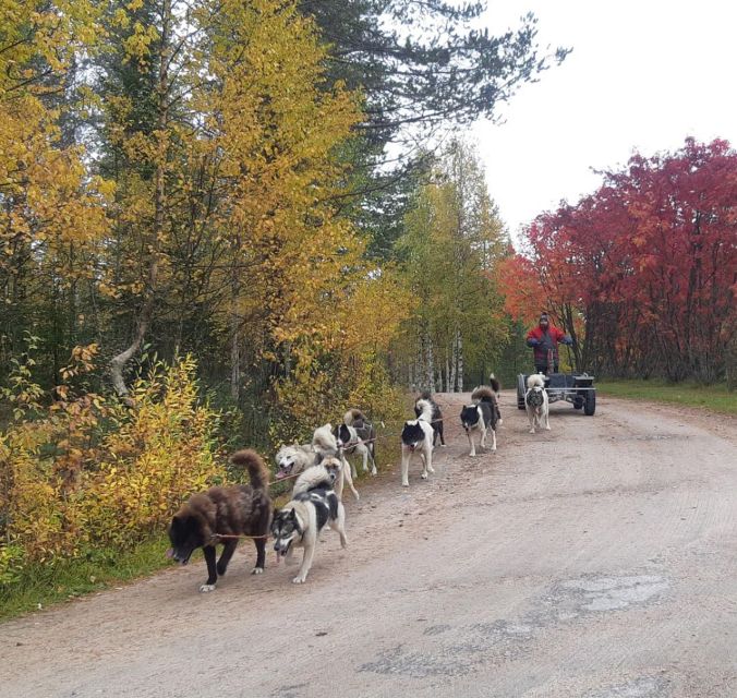 From Rovaniemi: Autumn Husky Safari Adventure - Key points to know before booking