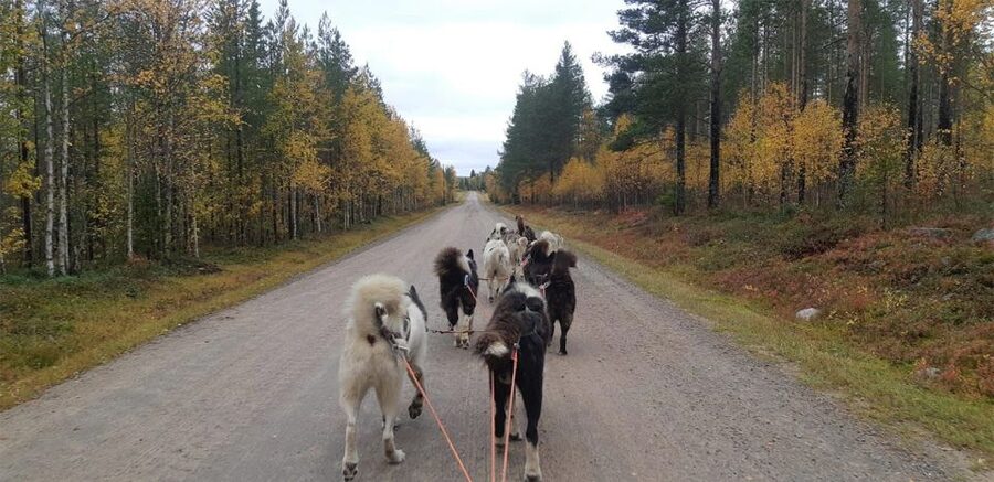 From Rovaniemi: Autumn Husky Safari Adventure - Getting ready for the carriage ride