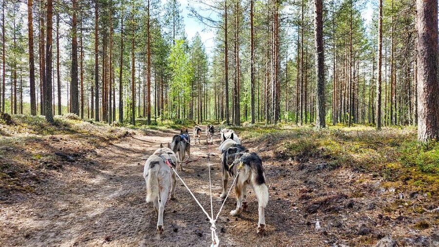 From Rovaniemi: Autumn Husky Safari Adventure - Meeting the dogs at the husky farm