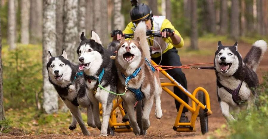 From Rovaniemi: Autumn Husky Safari Adventure - Timing, group requirements, and weather limits