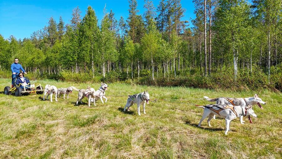 From Rovaniemi: Autumn Husky Safari Adventure - What happens from hotel pickup to the farm