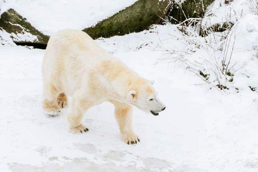 From Rovaniemi: Family Friendly Visit to Ranua Wildlife Park - Key points at a glance