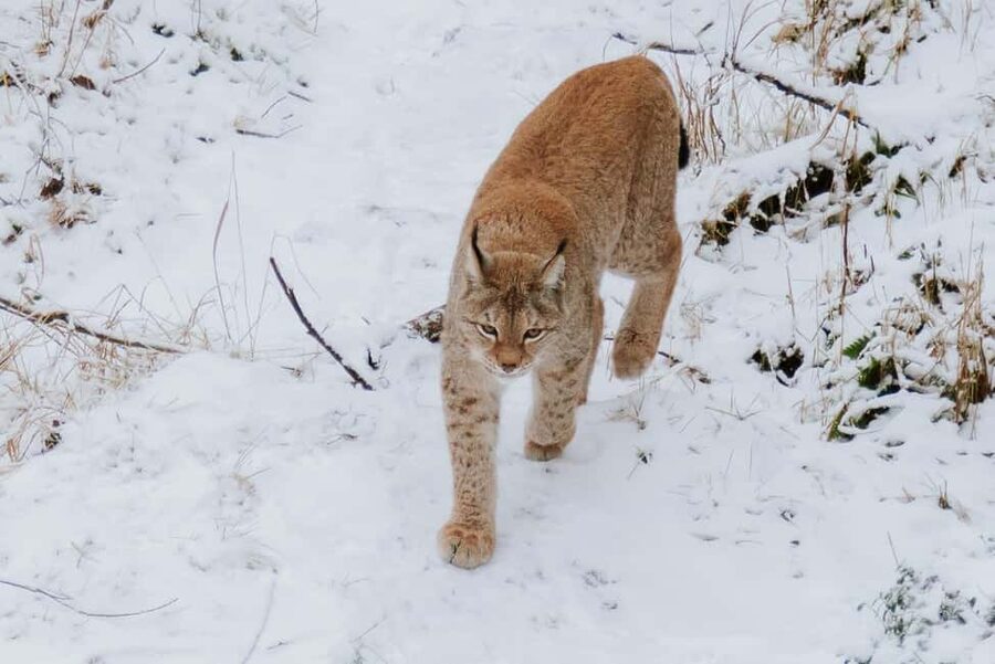 From Rovaniemi: Family Friendly Visit to Ranua Wildlife Park - Why Ranua makes a good Arctic wildlife outing