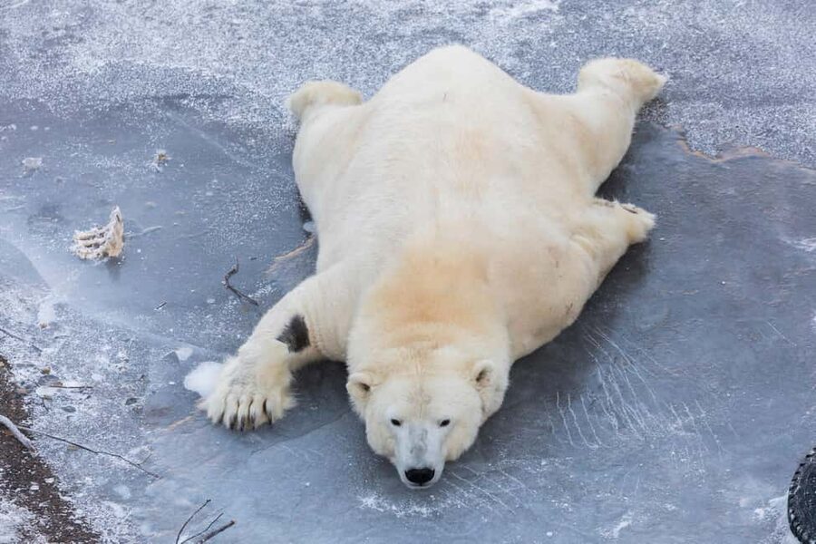 From Rovaniemi: Family Friendly Visit to Ranua Wildlife Park - Is $147 a fair price?