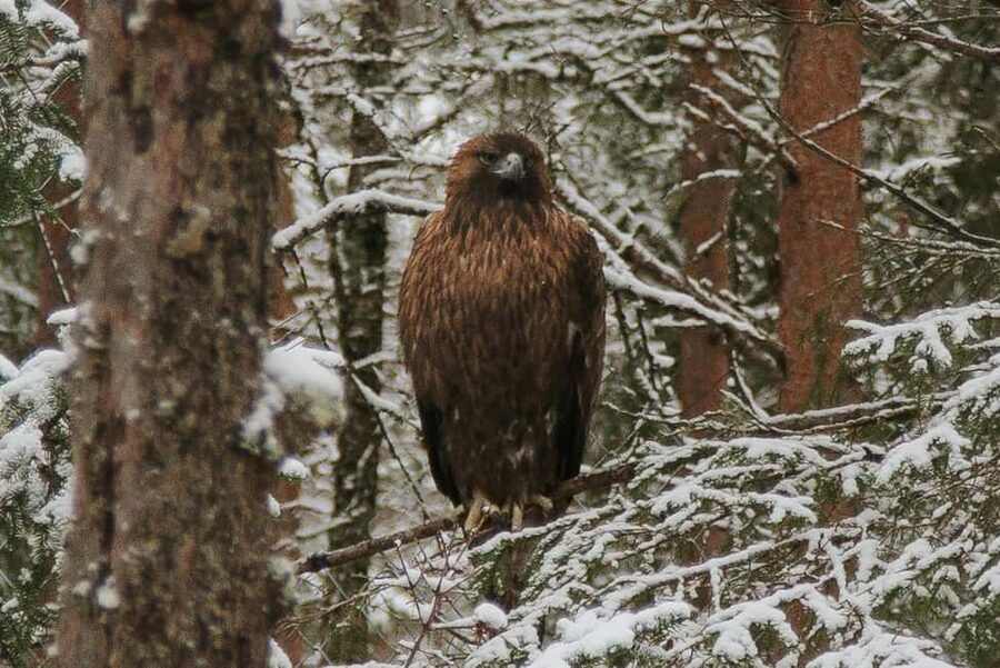 From Rovaniemi: Family Friendly Visit to Ranua Wildlife Park - Clothing, timing, and practical comfort