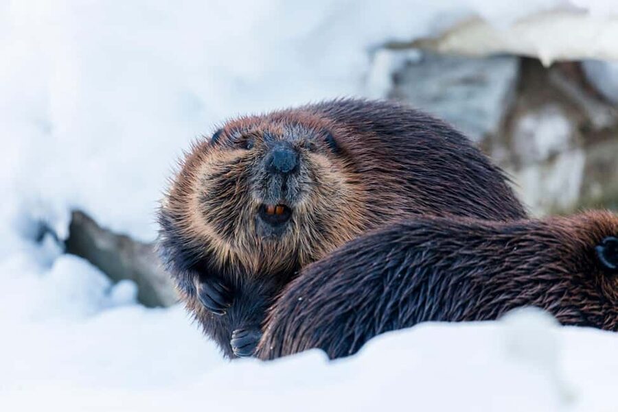 From Rovaniemi: Family Friendly Visit to Ranua Wildlife Park - Should you book the Ranua trip?