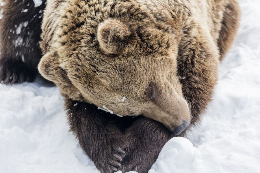 From Rovaniemi: Ranua Wildlife Park Experience - The 80-kilometer ride from Rovaniemi