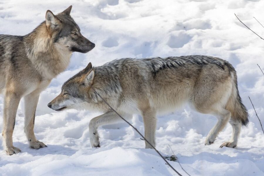 From Rovaniemi: Ranua Wildlife Park Experience - Lunch in the park