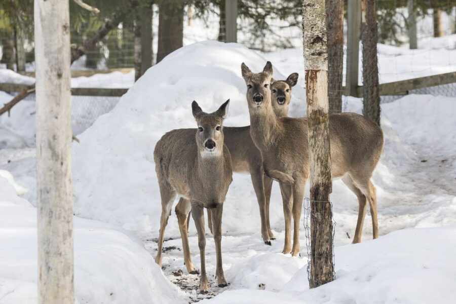 From Rovaniemi: Ranua Wildlife Park Experience - Free time for sweets, wine, and small purchases