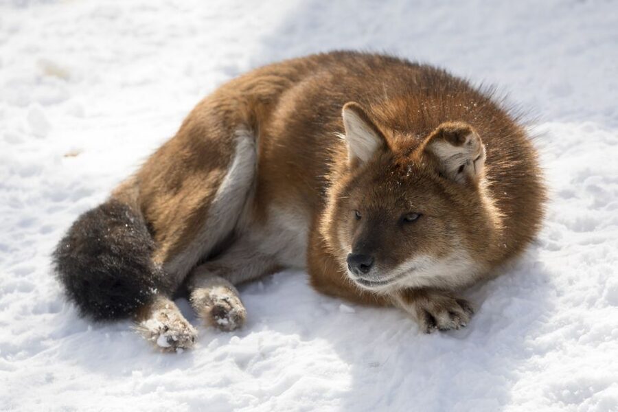 From Rovaniemi: Ranua Wildlife Park Experience - Who will enjoy this outing most?