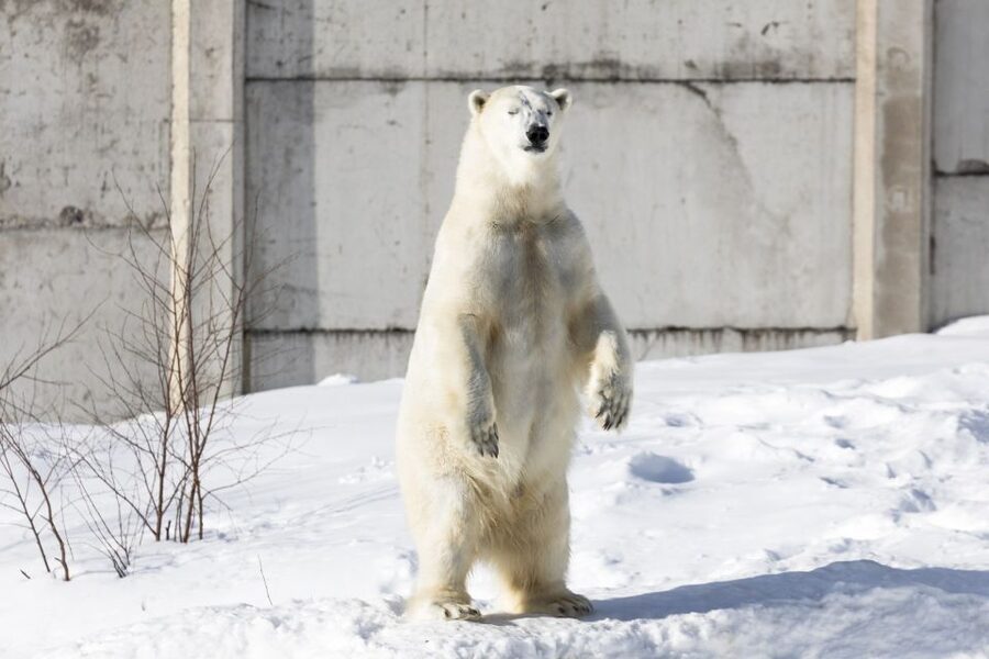 From Rovaniemi: Ranua Wildlife Park Experience - Practical advice before you go