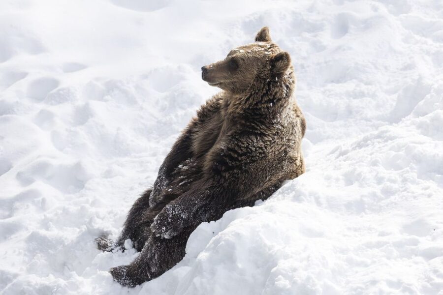 From Rovaniemi: Ranua Wildlife Park Experience - Should you book the Ranua Wildlife Park trip?