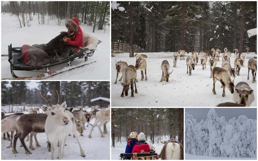 From Rovaniemi: Reindeer Farm Visit with Sleigh Ride - How the two-hour schedule affects the value