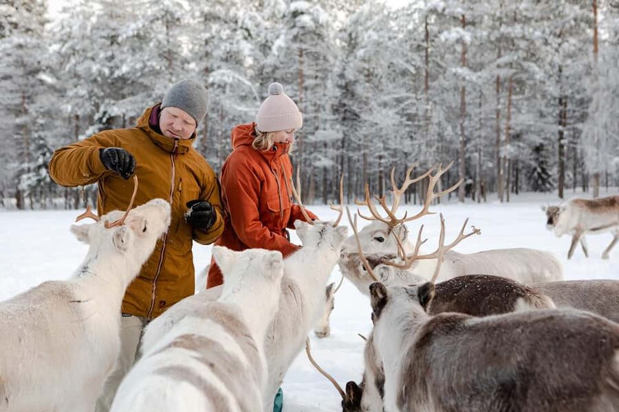 From Rovaniemi: Reindeer Farm Visit with Sleigh Ride - The cultural side, and what to listen for