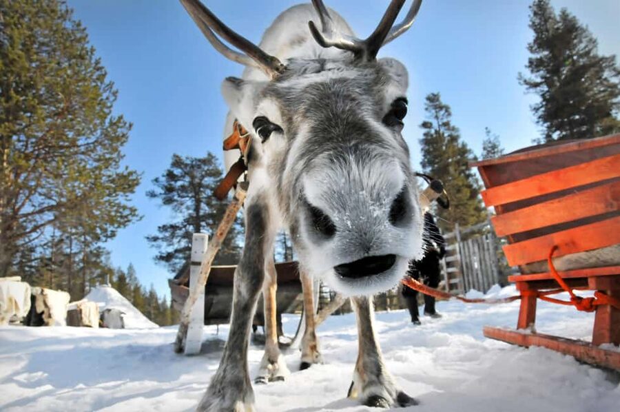 From Rovaniemi: Reindeer Farm Visit with Sleigh Ride - What the 400 to 500 meter sleigh ride is really like