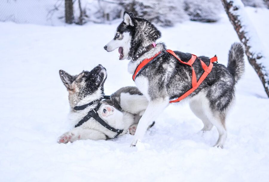 From Rovaniemi: Self-Driven 10km Husky Sled Ride - Key points to know before booking