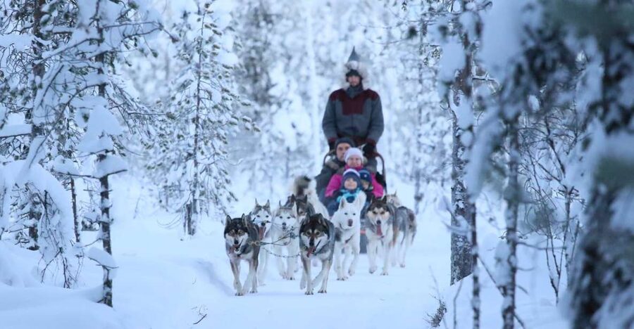 From Rovaniemi: Self-Driven 10km Husky Sled Ride - Taking the reins on a 10-kilometer husky route