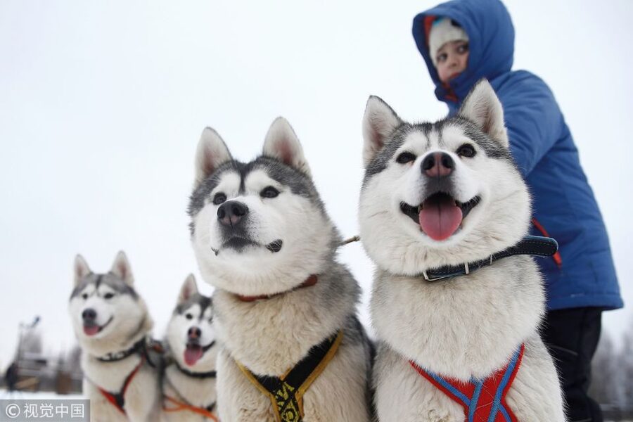 From Rovaniemi: Self-Driven 10km Husky Sled Ride - Meeting the dogs at the kennel
