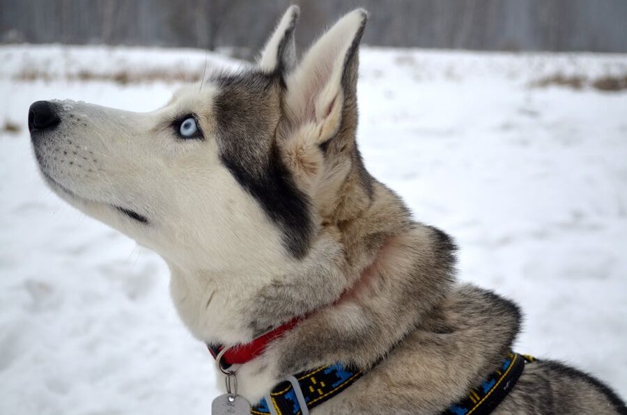 From Rovaniemi: Self-Driven 10km Husky Sled Ride - Cold-weather planning and possible changes