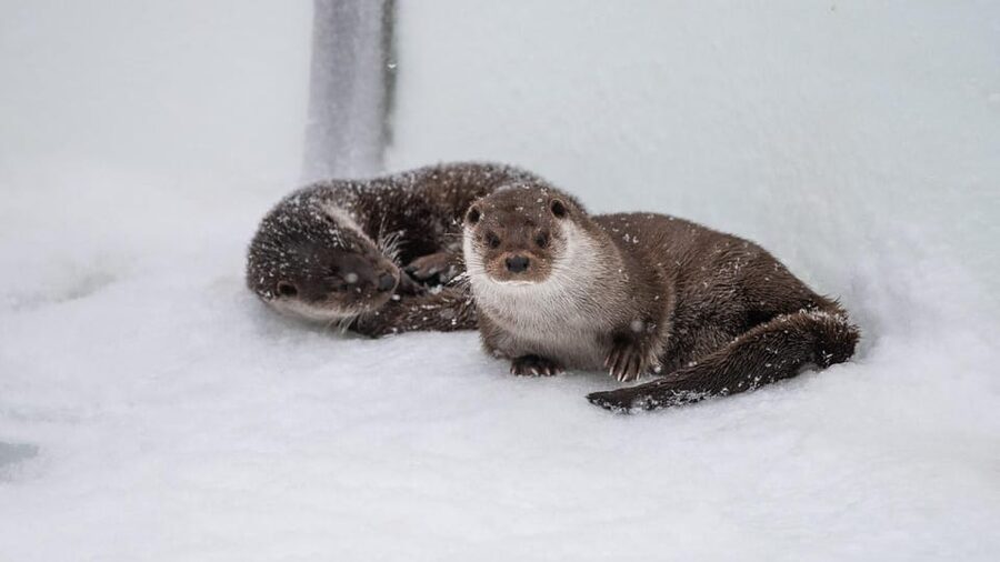 From Rovaniemi: Tour to Ranua Wildlife Park - Key points at a glance