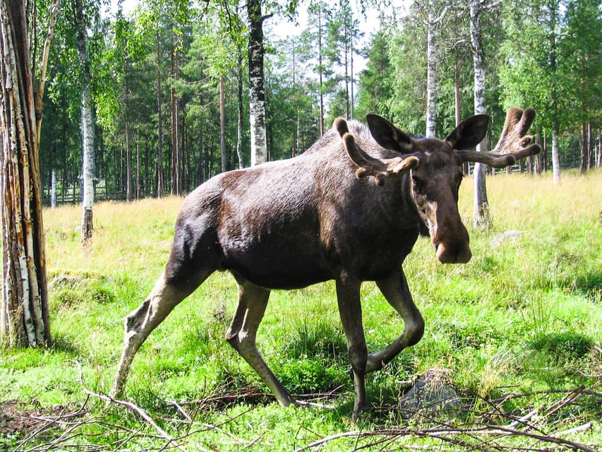 From Rovaniemi: Tour to Ranua Wildlife Park - Why Ranua is worth the ride from Rovaniemi