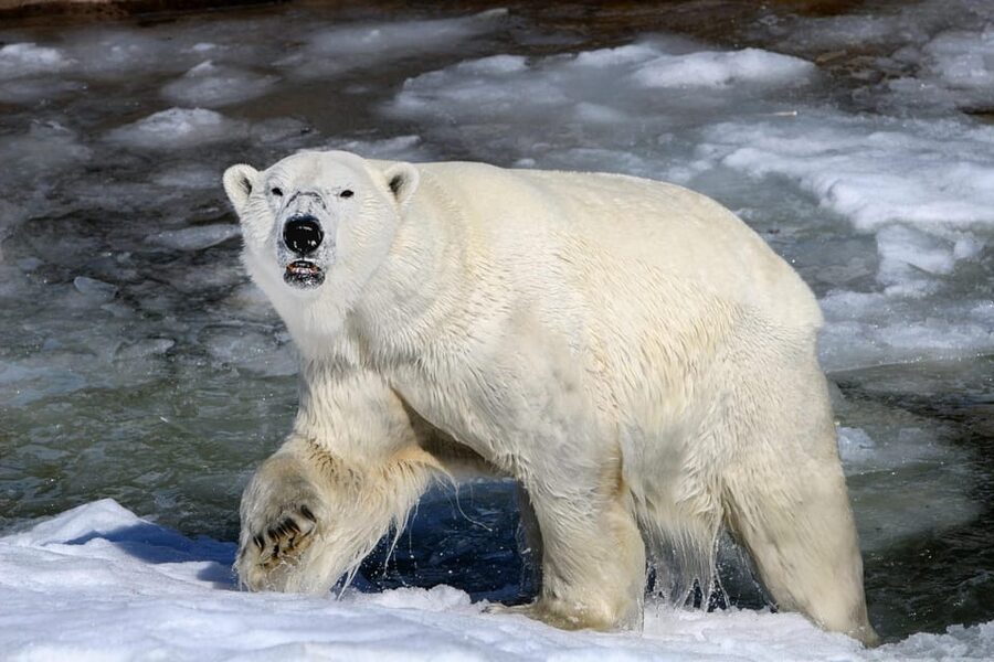 From Rovaniemi: Tour to Ranua Wildlife Park - Walking among Arctic animals