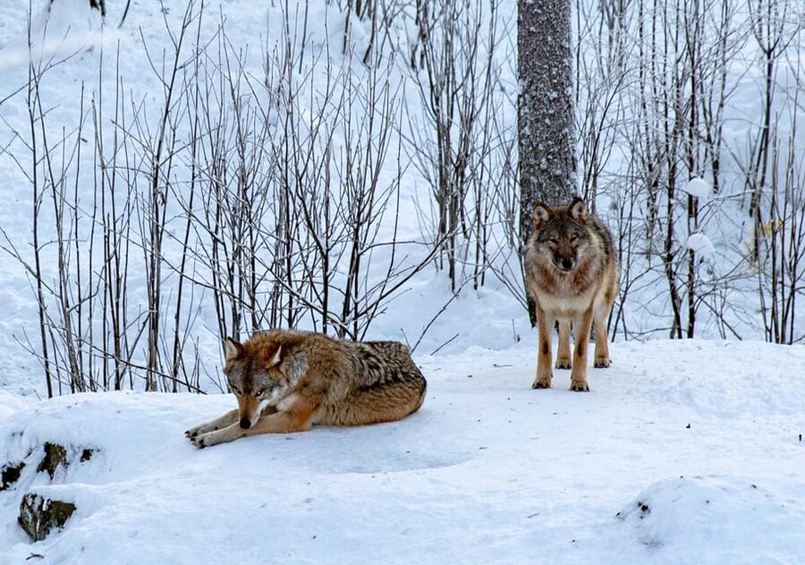 From Rovaniemi: Tour to Ranua Wildlife Park - The minibus journey from Rovaniemi