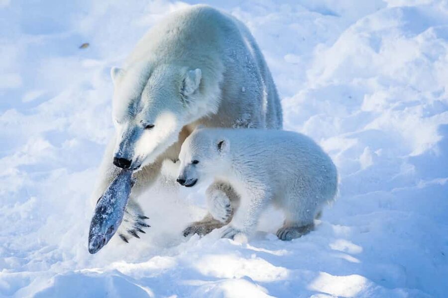 From Rovaniemi: Visit Wildlife Park in Ranua - From Rovaniemi to Ranua by minibus
