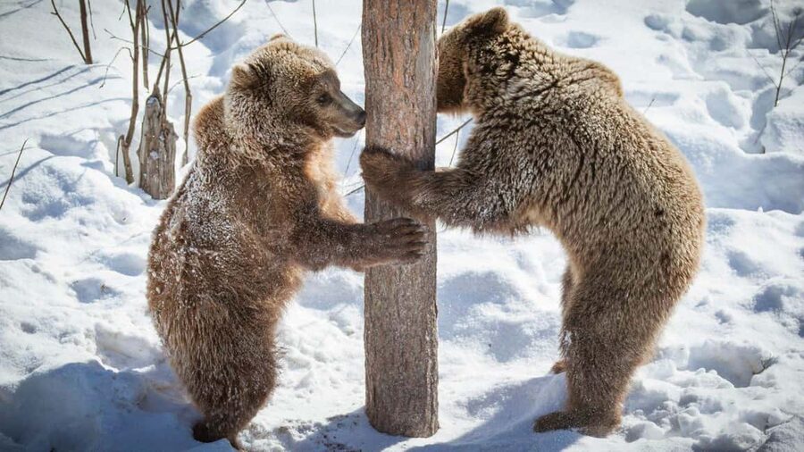 From Rovaniemi: Visit Wildlife Park in Ranua - A guided visit with useful explanations