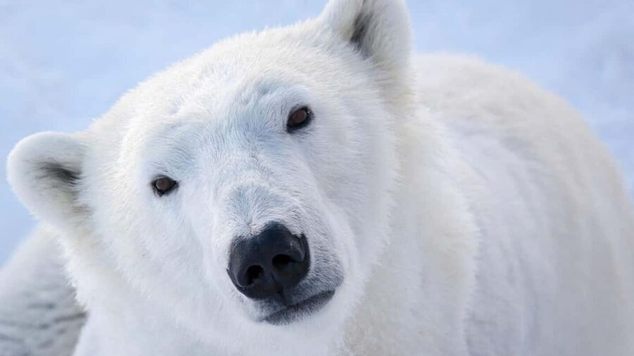 From Rovaniemi: Visit Wildlife Park in Ranua - Practical tips for a smoother visit