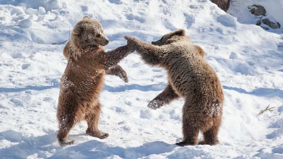 From Rovaniemi: Visit Wildlife Park in Ranua - Entering Ranua Wildlife Park